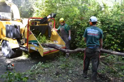 tree services Pioneer